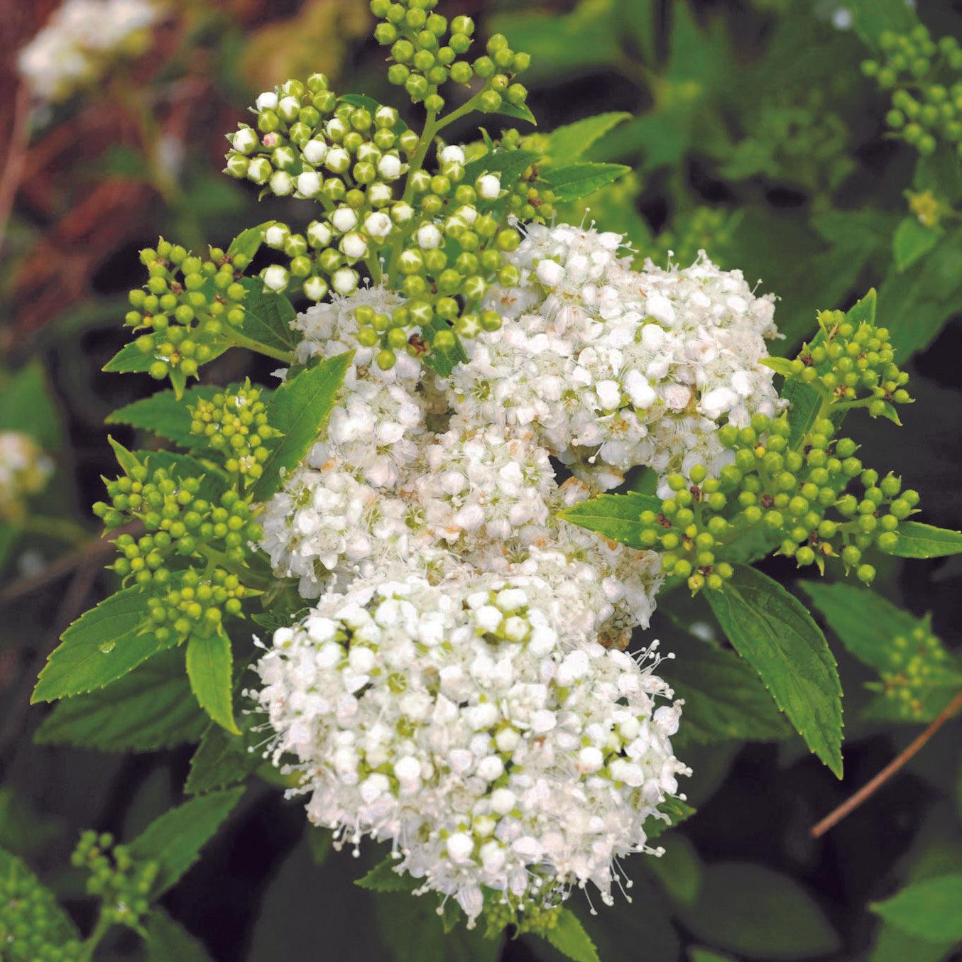 Spiraea japonica 'GAMD-2-15' ~ Sprinkle of Sugar® Spiraea-ServeScape