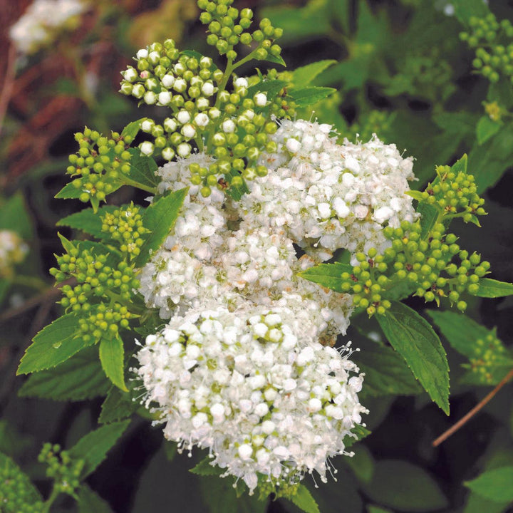 Spiraea japonica 'GAMD-2-15' ~ Sprinkle of Sugar® Spiraea-ServeScape