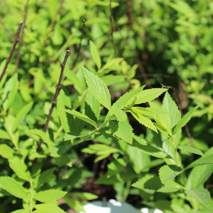 Spirea japonica 'Shirobana' ~ Shirobana Spirea-ServeScape
