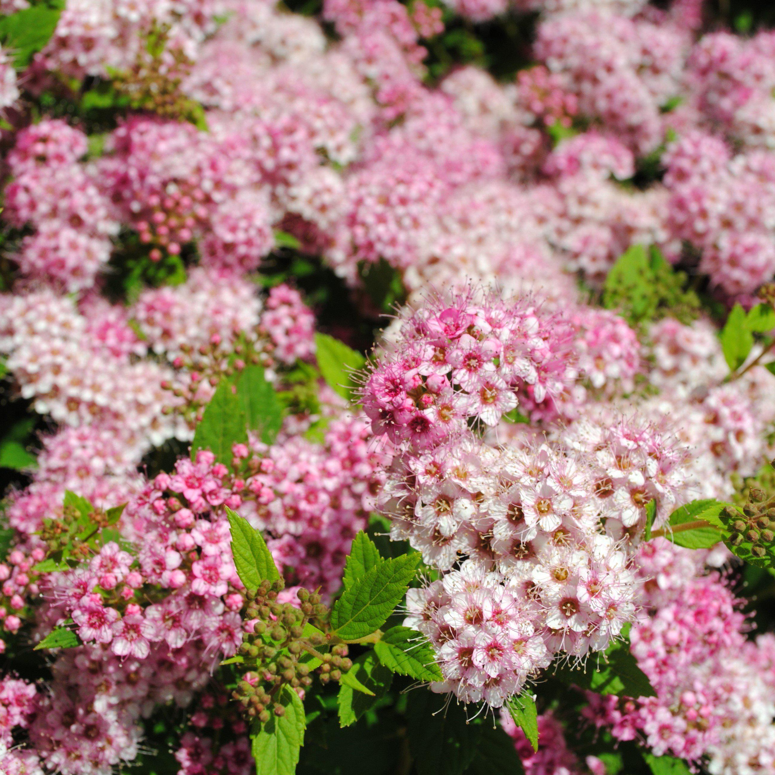 Shirobana Spirea Spiraea Japonica Shirobana ServeScape shirobana-spirea-spiraea-japonica-shirobana-servescape