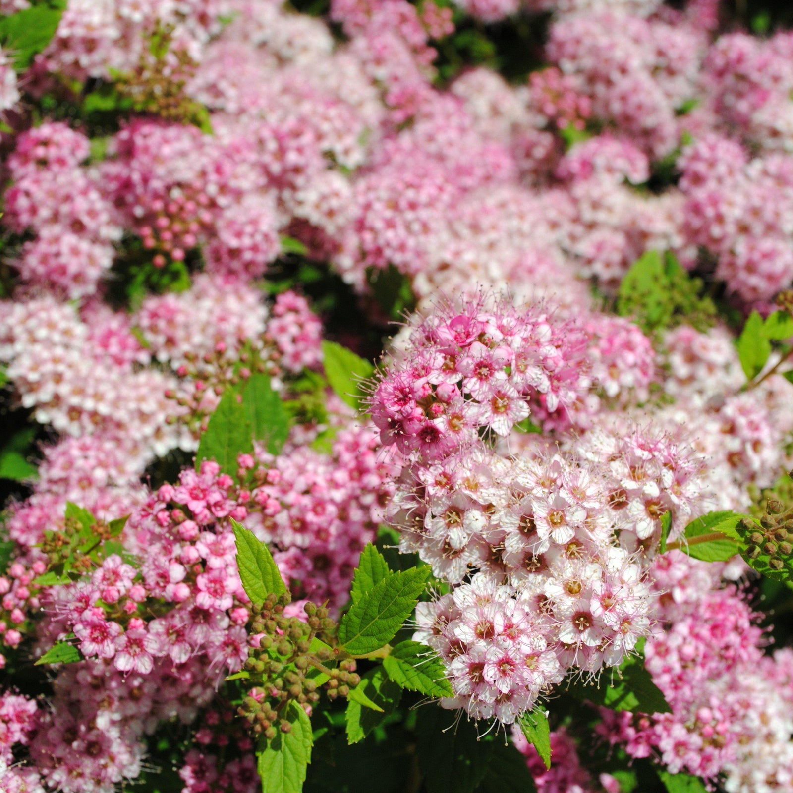 Spirea japonica 'Shirobana' ~ Shirobana Spirea-ServeScape