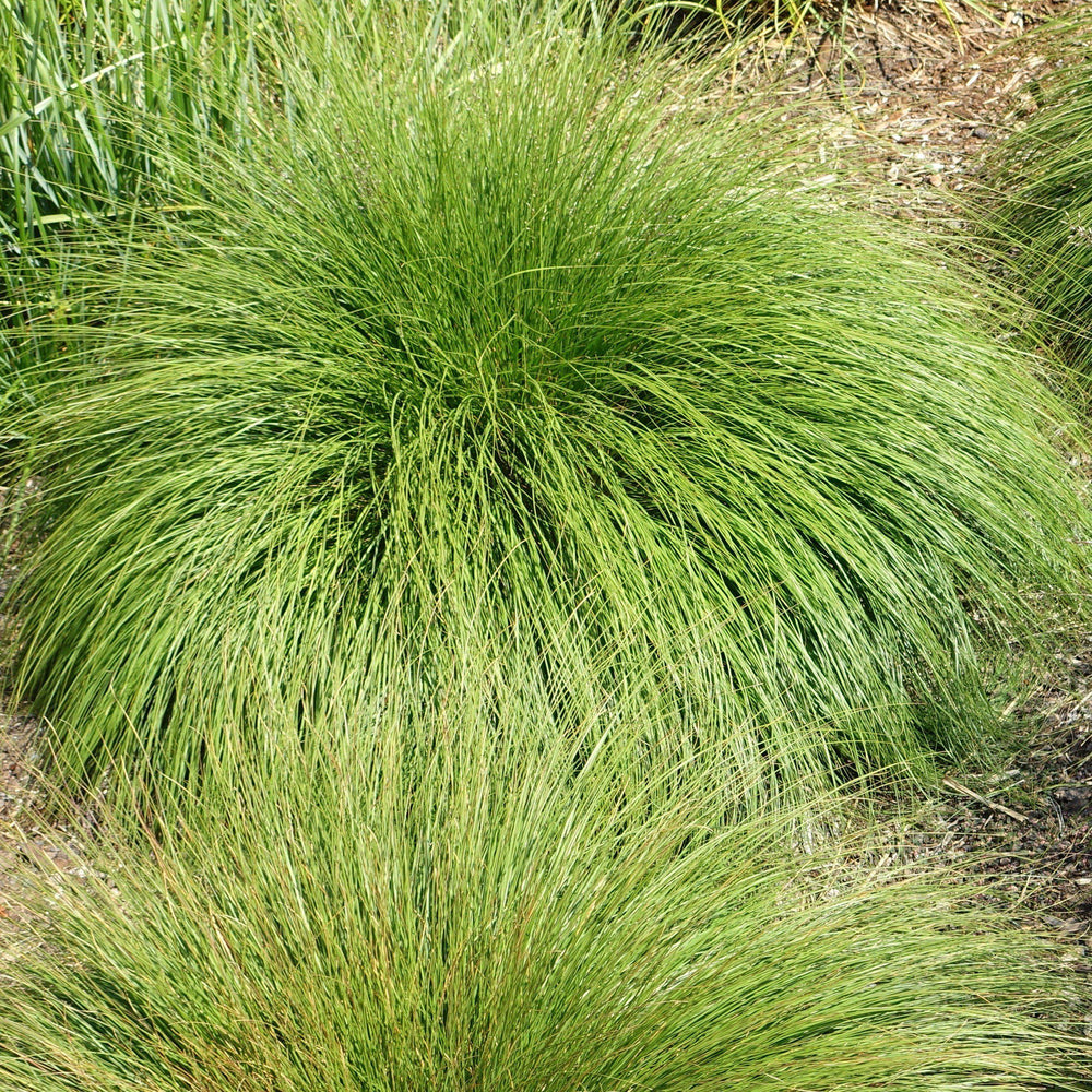 Sporobolis heterolepis ~ Prairie Dropseed-ServeScape