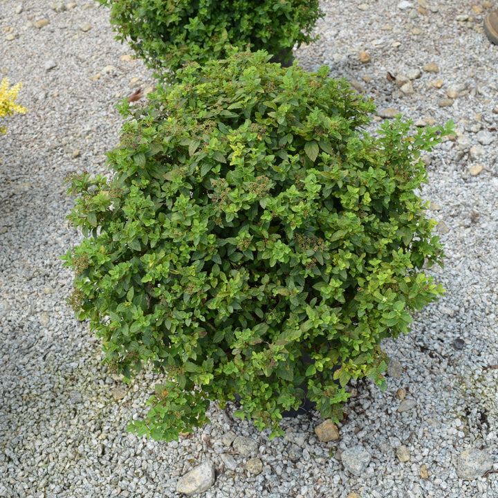 Spiraea japonica 'GAMD-2-15' ~ Sprinkle of Sugar® Spiraea-ServeScape