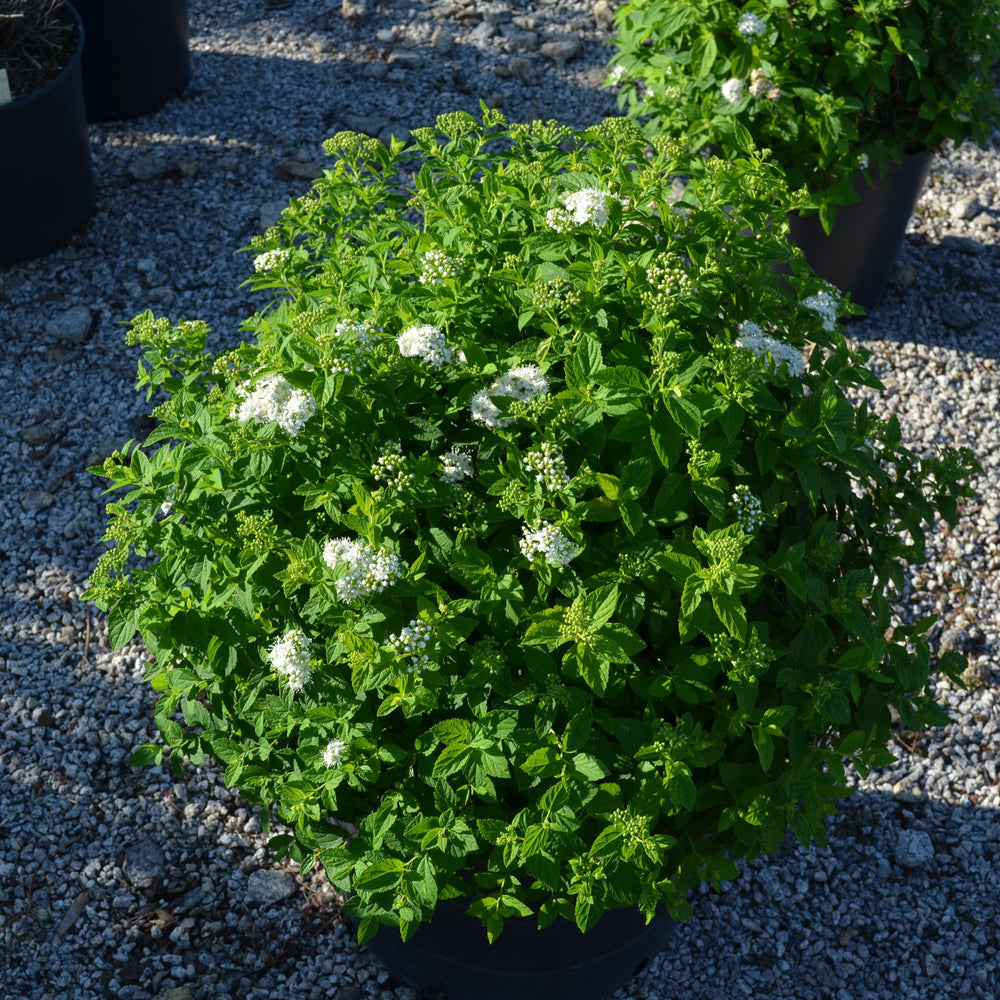 Spiraea japonica 'GAMD-2-15' ~ Sprinkle of Sugar® Spiraea-ServeScape