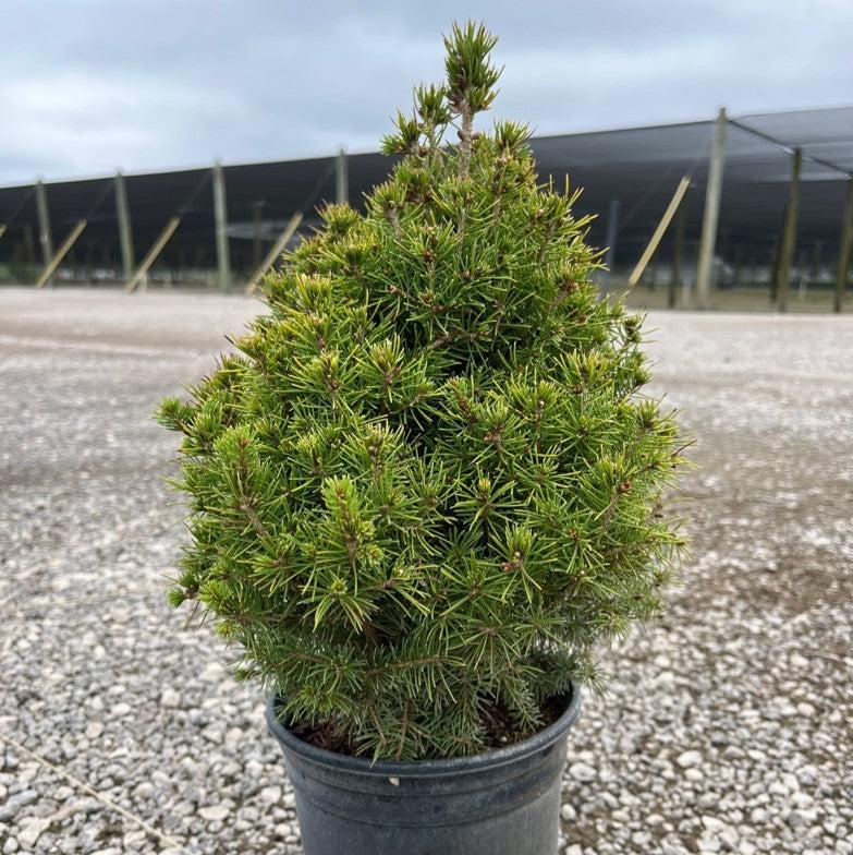 Picea glauca 'Conica' ~ Dwarf Alberta Spruce-ServeScape
