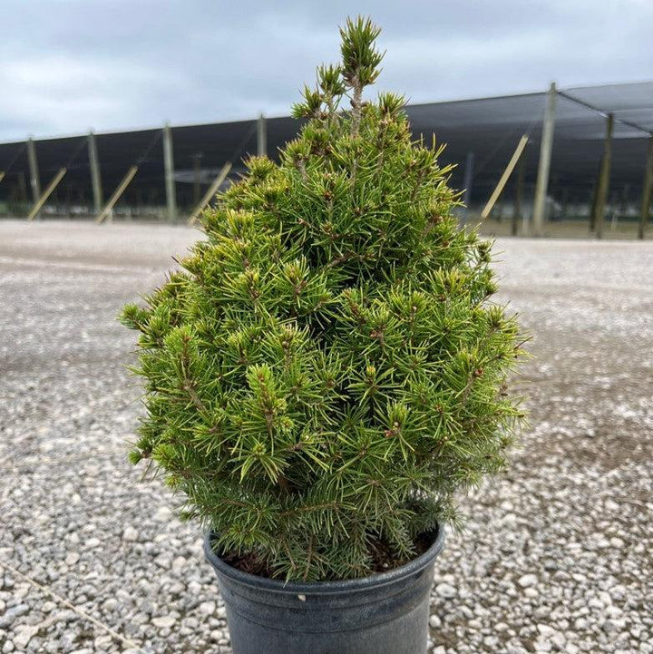 Picea glauca 'Conica' ~ Dwarf Alberta Spruce-ServeScape