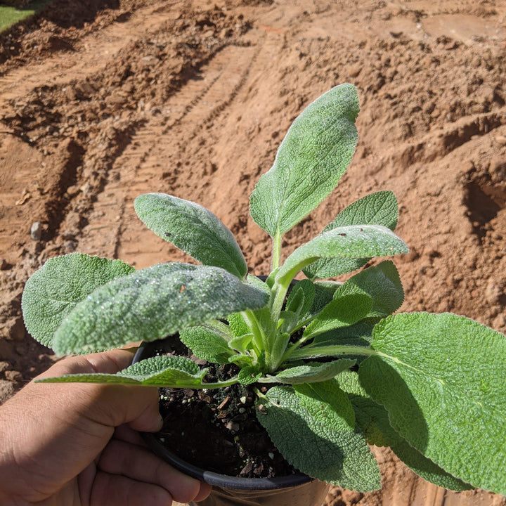 Stachy byzantina 'Helene von Stein' ~ Giant Lamb's Ear-ServeScape