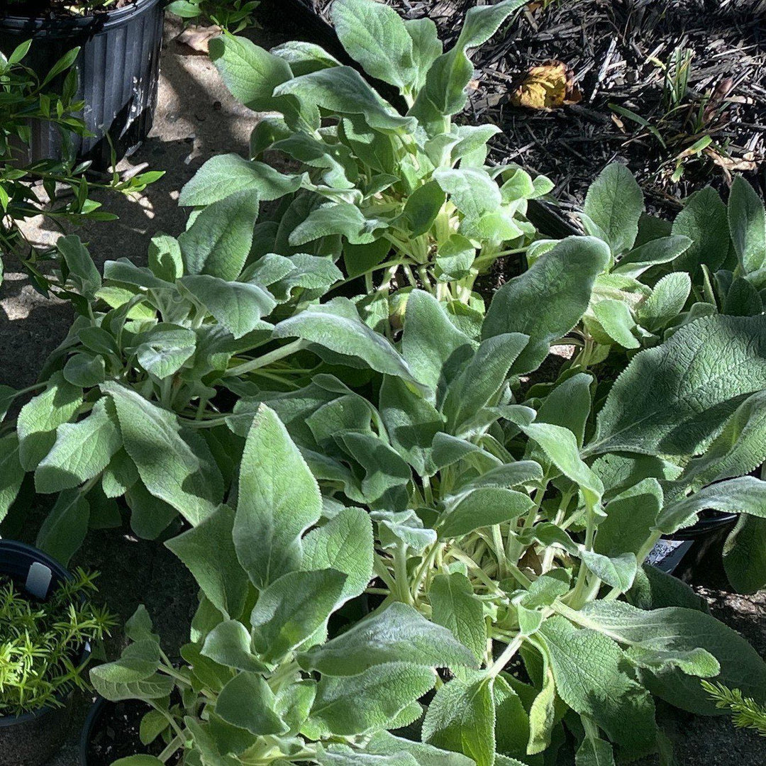 Stachys byzantina 'Helene von Stein' ~ Giant Lamb's Ear-ServeScape