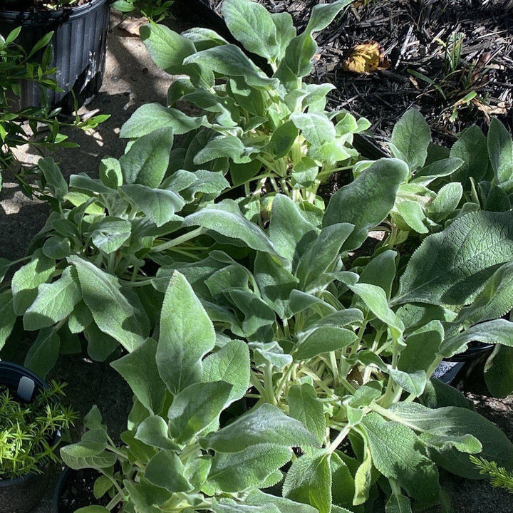 Stachys byzantina 'Helene von Stein' ~ Giant Lamb's Ear-ServeScape