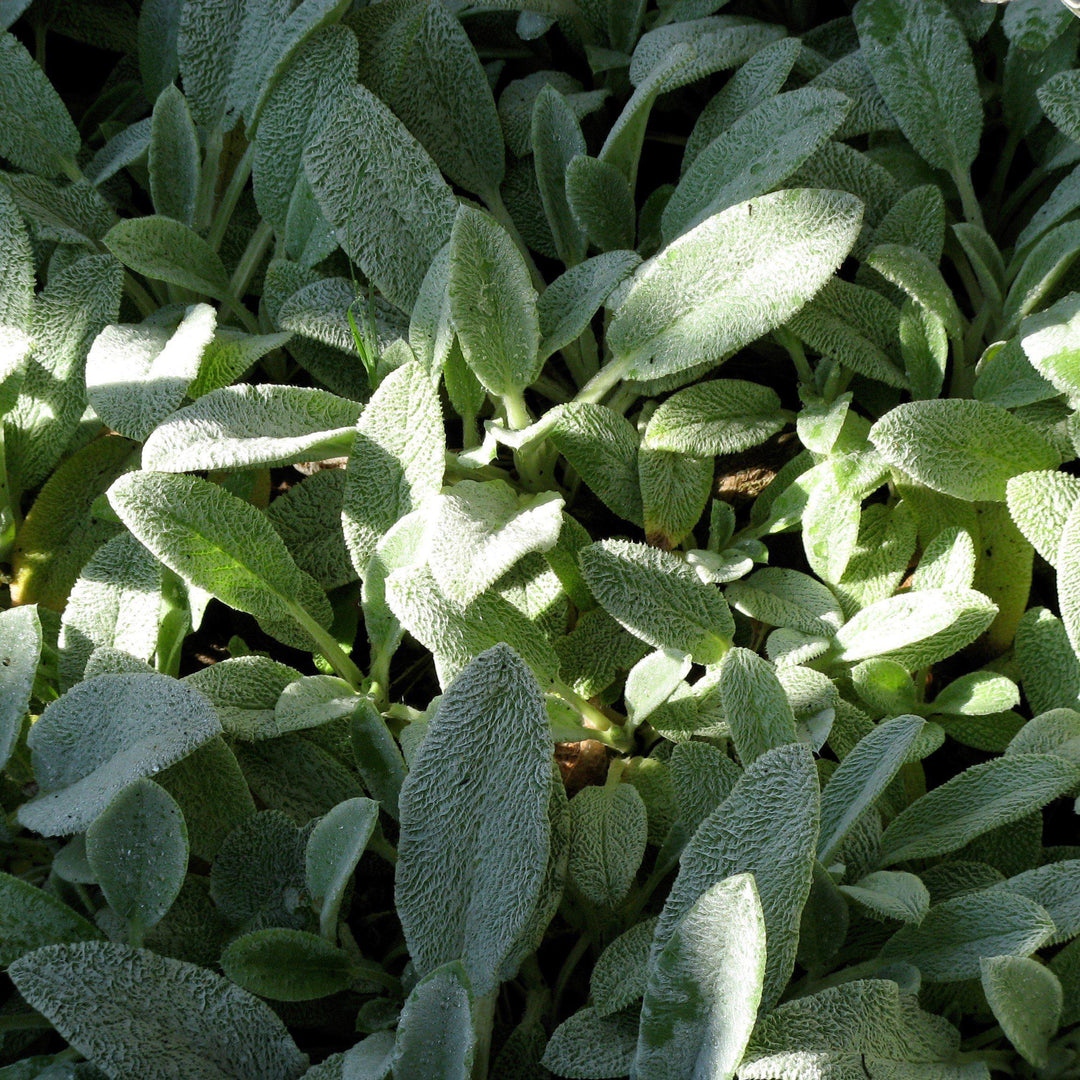 Stachys byzantina 'Silky Fleece' ~ Silky Fleece Lamb's Ear-ServeScape