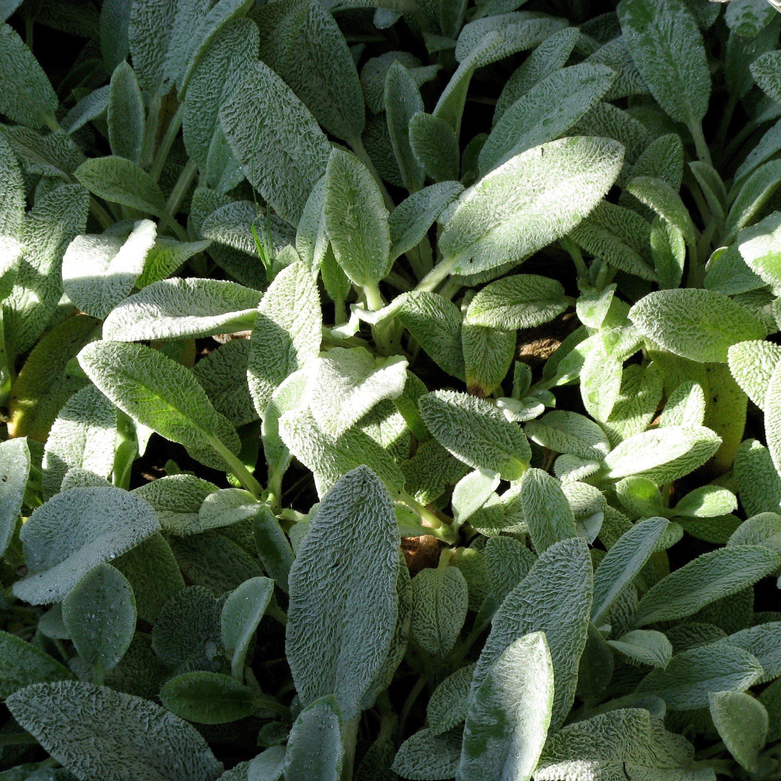 Stachys byzantina 'Silky Fleece' ~ Silky Fleece Lamb's Ear-ServeScape