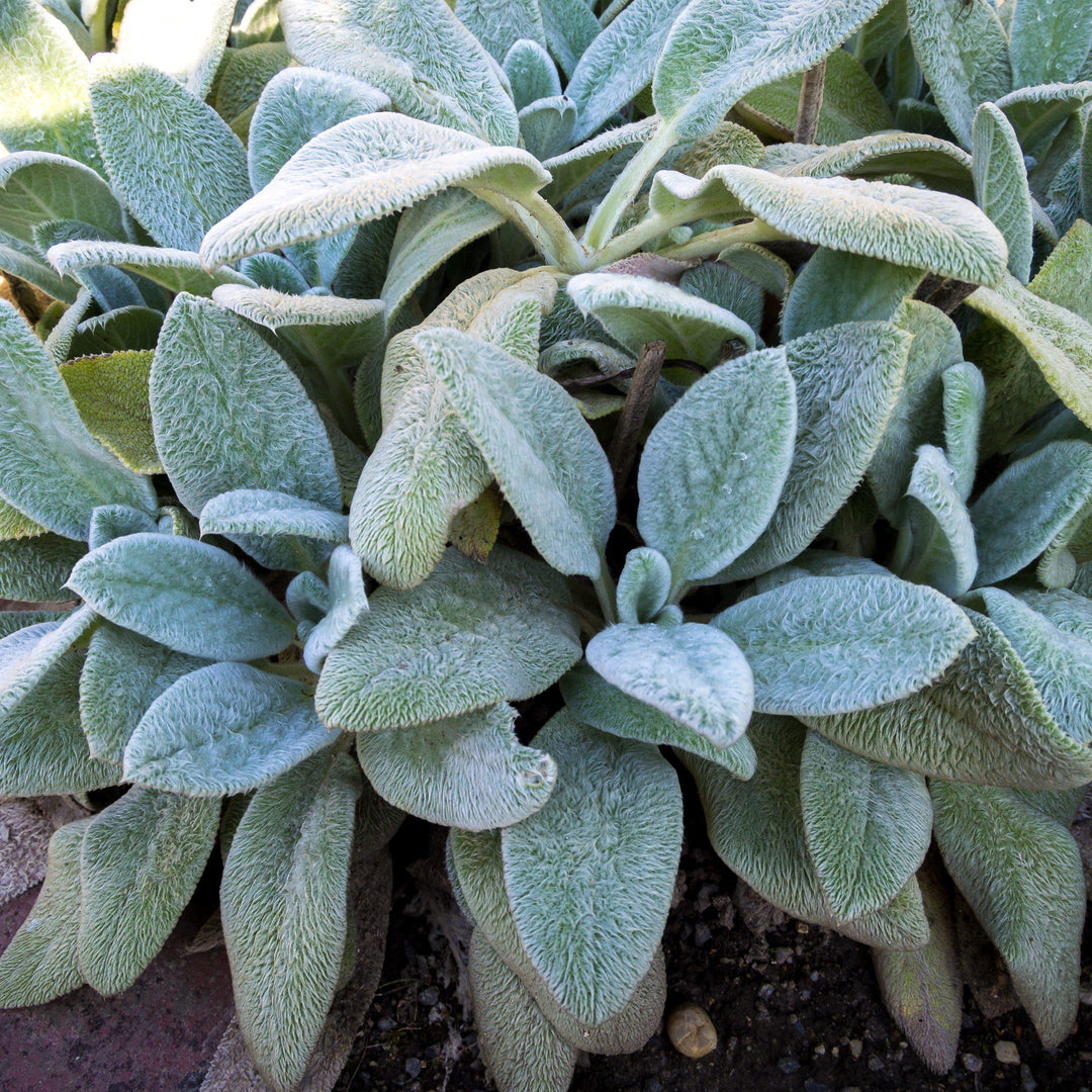 Stachys b. 'Silver Carpet' - Delivered By ServeScape