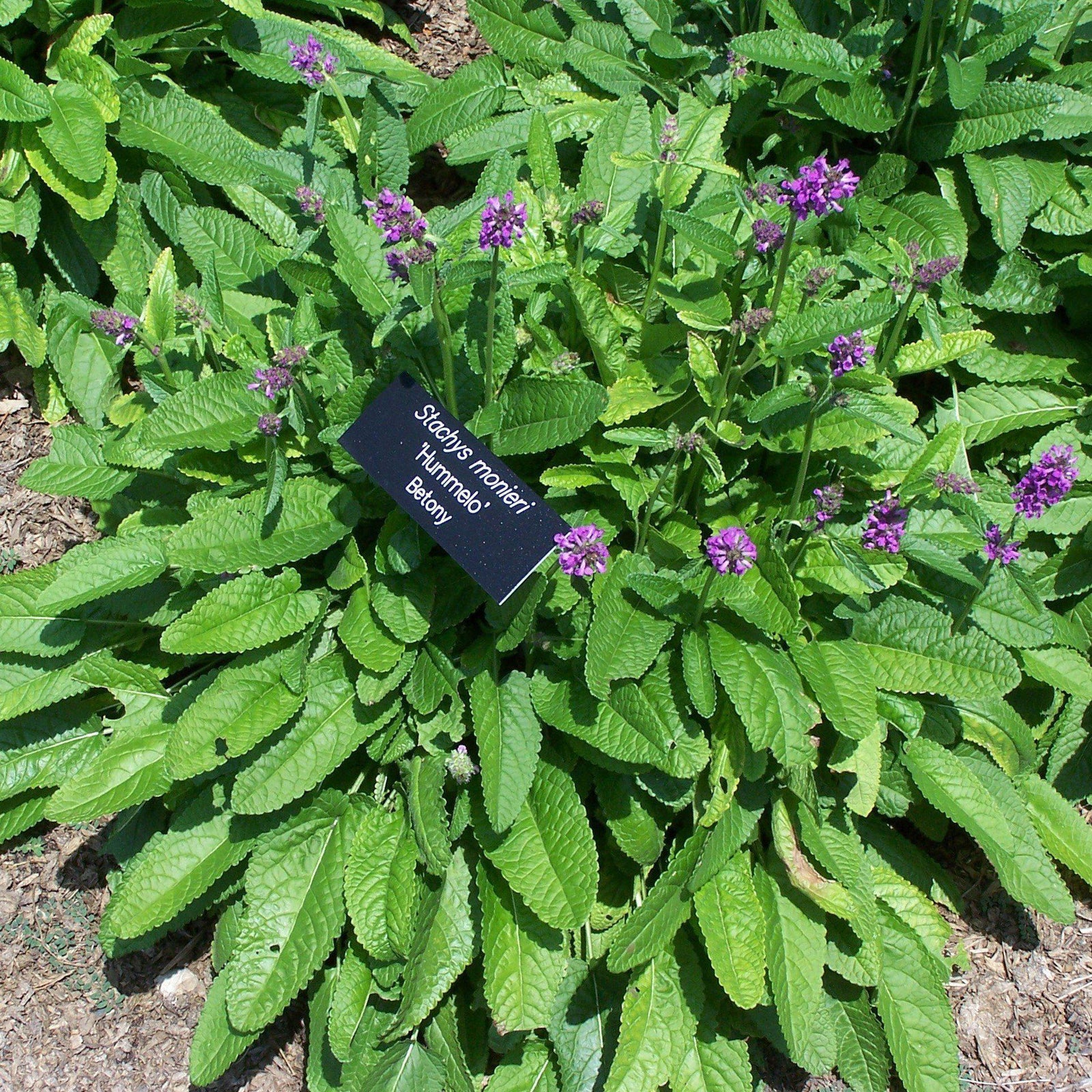 Stachys monieri 'Hummelo' ~ Hummelo Betony-ServeScape