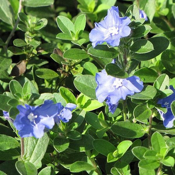 Evolvulus glomeratus 'Blue Daze' ~ Blue Daze Dwarf Morning Glory-ServeScape