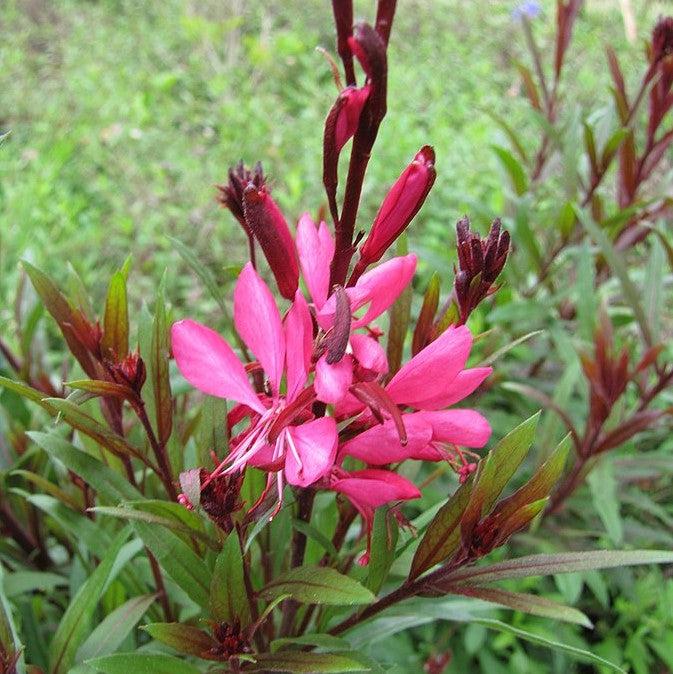 Gaura lindheimeri 'Steffi Dark Rose' ~ Steffi Dark Rose Gaura-ServeScape
