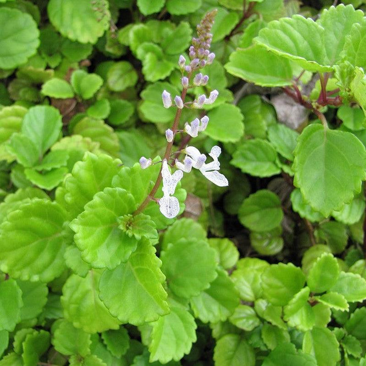 Plectranthus verticillatus ~ Swedish Ivy-ServeScape