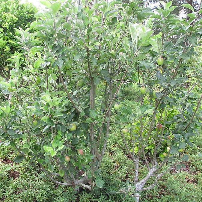 Malus domestica 'Dorsett Golden' ~ Dorsett Golden Apple-ServeScape
