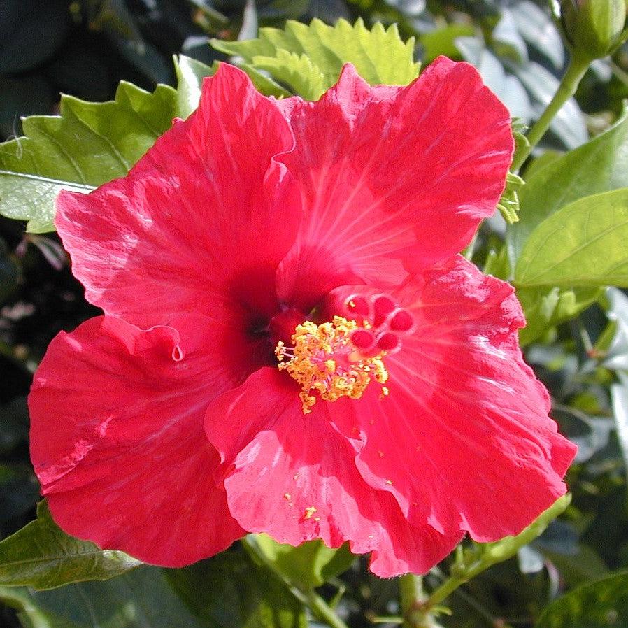 Hibiscus rosa-sinensis ~ Hibiscus Standard, Red-ServeScape