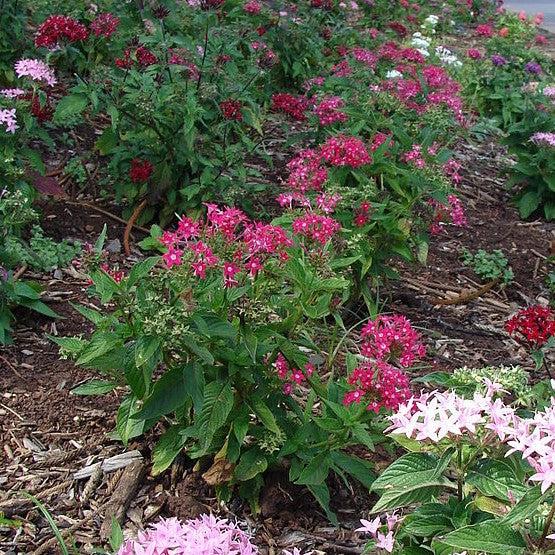 Pentas 'Ruby Glow' ~ Ruby Glow Star Cluster-ServeScape