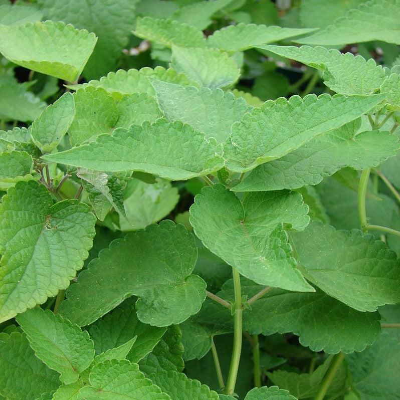 Agastache foeniculum ~ Anise Purple Hyssop-ServeScape