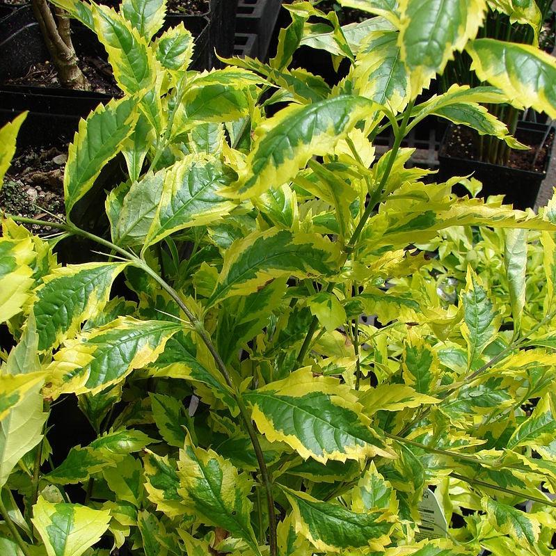 Duranta repens 'Gold Edge' ~ Gold Edge Duranta-ServeScape