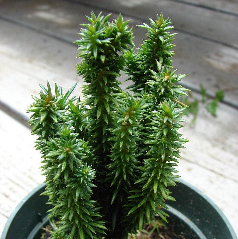 Taxus x media ' Maureen' ~ Maureen Columnar Yew-ServeScape