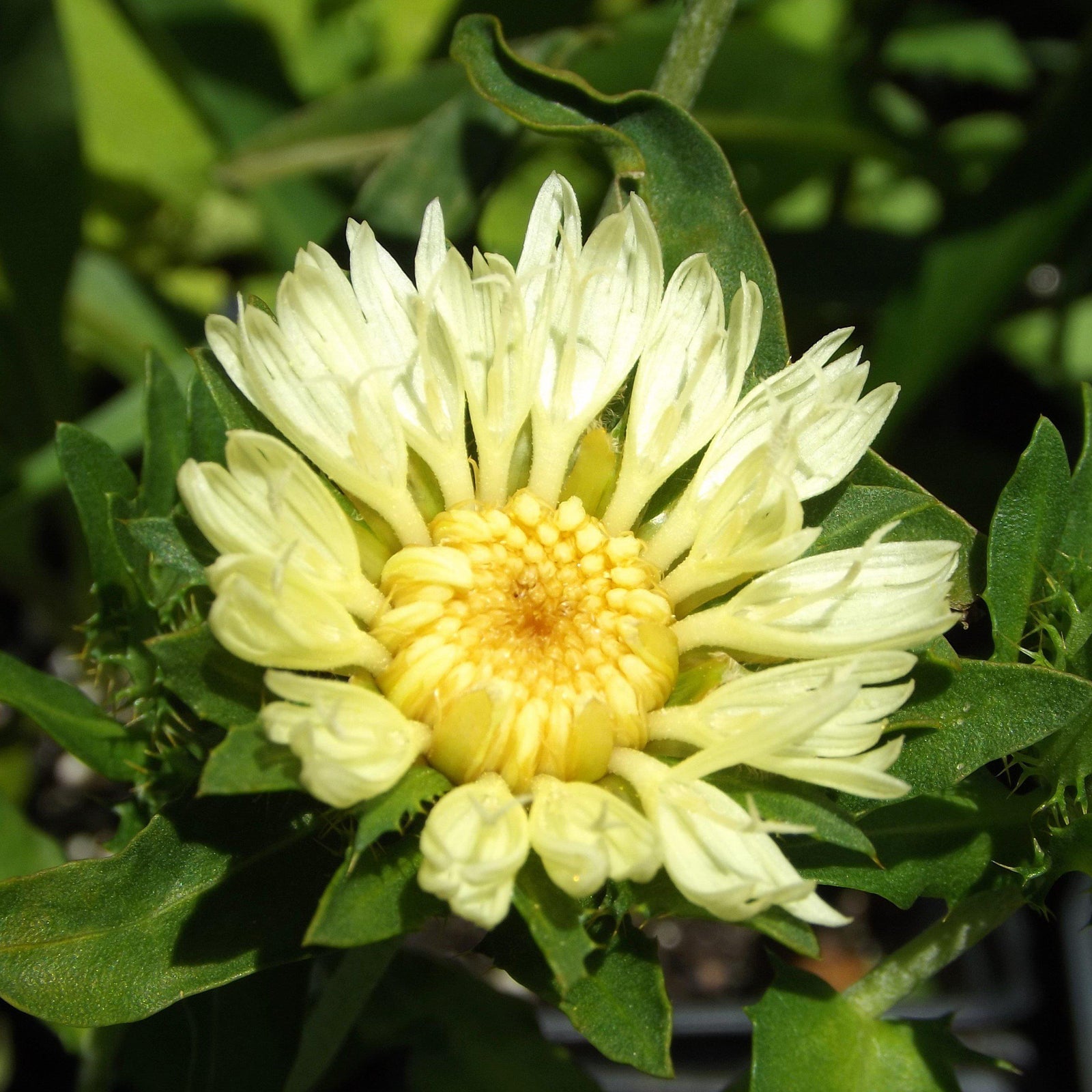 Stokesia laevis 'Mary Gregory' ~ Mary Gregory Stokes' Aster - Delivered By ServeScape
