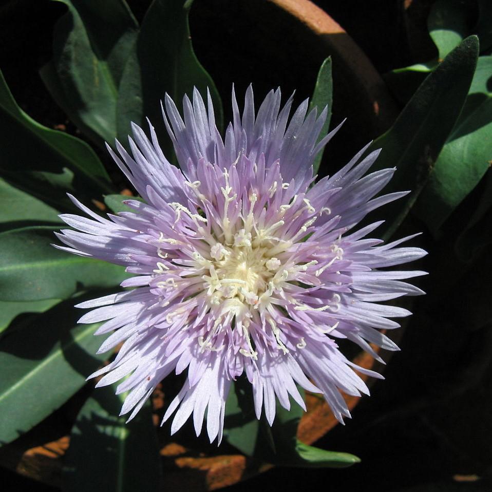 Stokesia laevis 'Synstokhar' ~ Blue Frills Stokes' Aster-ServeScape