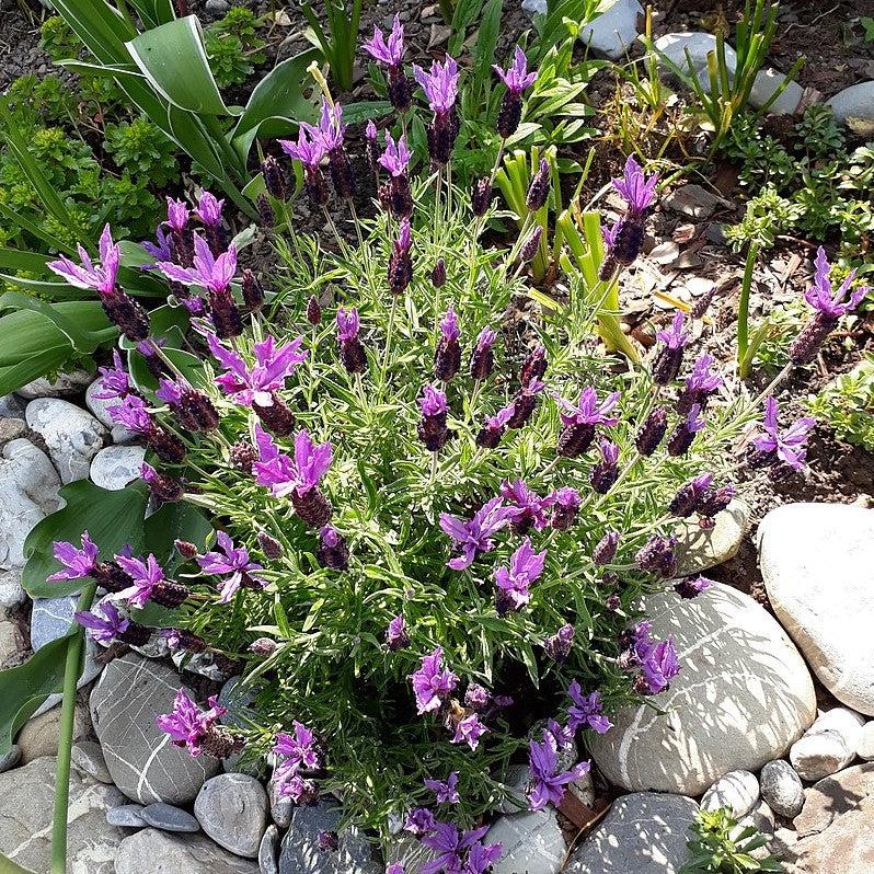 Javelin Forte™ Deep Purple Spanish Lavender Lavandula stoechas