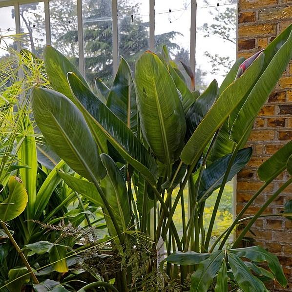 Strelitzia reginae ~ Bird of Paradise-ServeScape