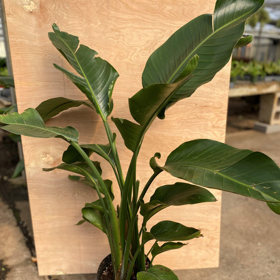Strelitzia reginae ~ Bird of Paradise-ServeScape