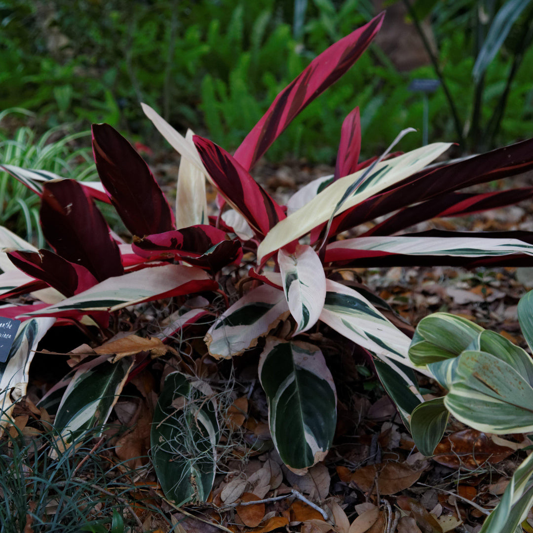 Stromanthe sanguinea 'Triostar' ~ Triostar Stromanthe-ServeScape