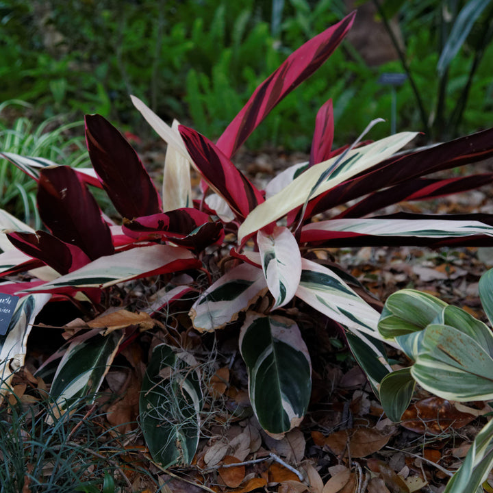 Stromanthe sanguinea 'Triostar' ~ Triostar Stromanthe-ServeScape