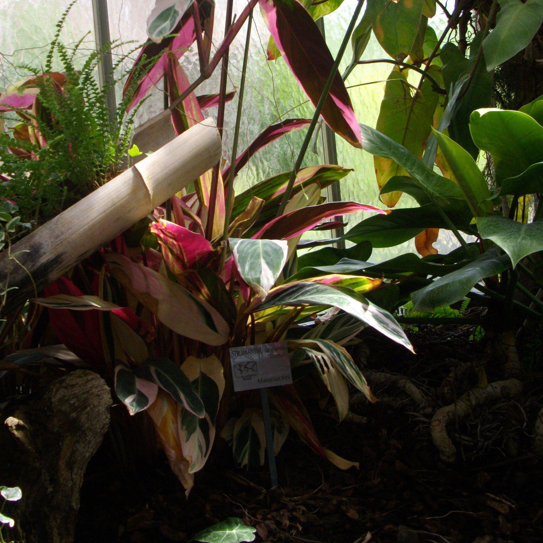 Stromanthe sanguinea 'Triostar' ~ Triostar Stromanthe-ServeScape