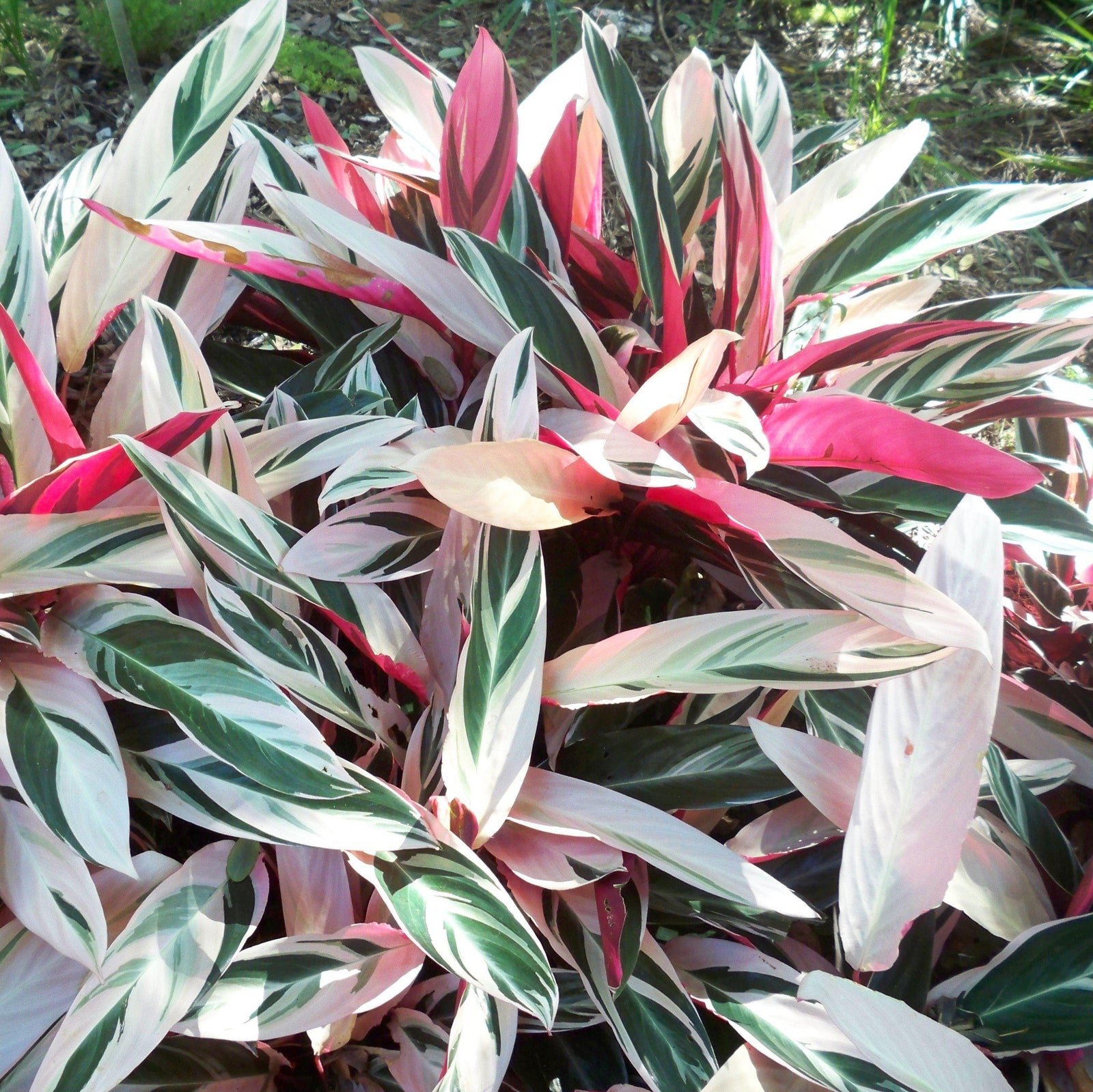 Stromanthe sanguinea 'Triostar' ~ Triostar Stromanthe-ServeScape