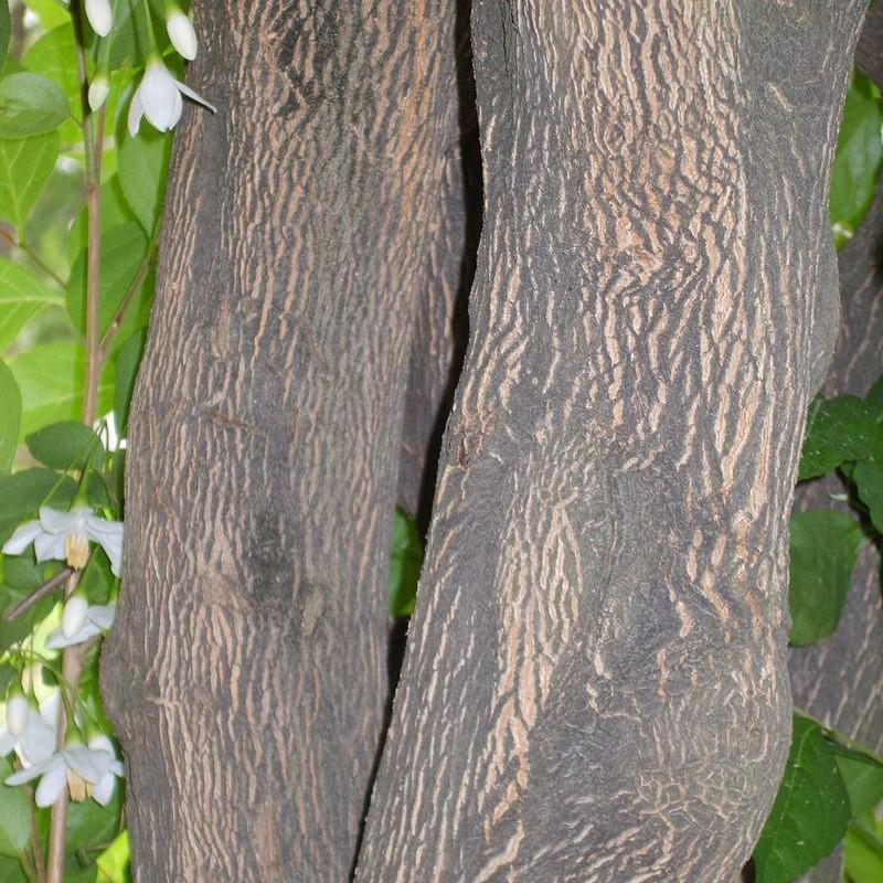 Styrax japonicus ~ Japanese Snowball-ServeScape