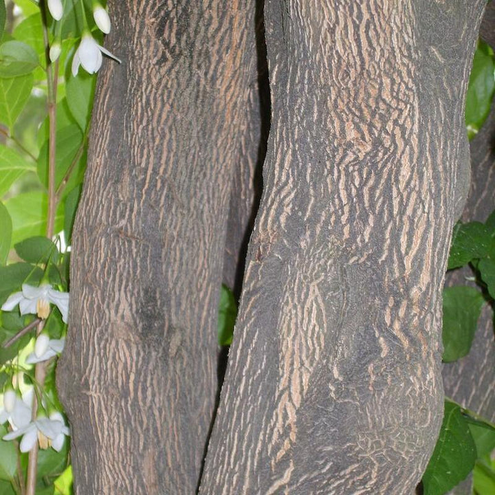 Styrax japonicus ~ Japanese Snowball-ServeScape