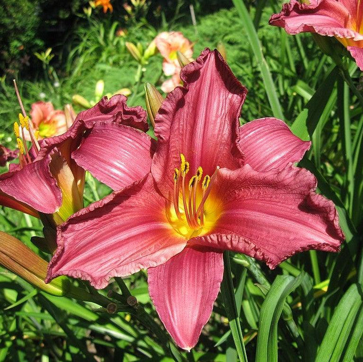 Hemerocallis 'Summer Wine' ~ Summer Wine Daylily-ServeScape