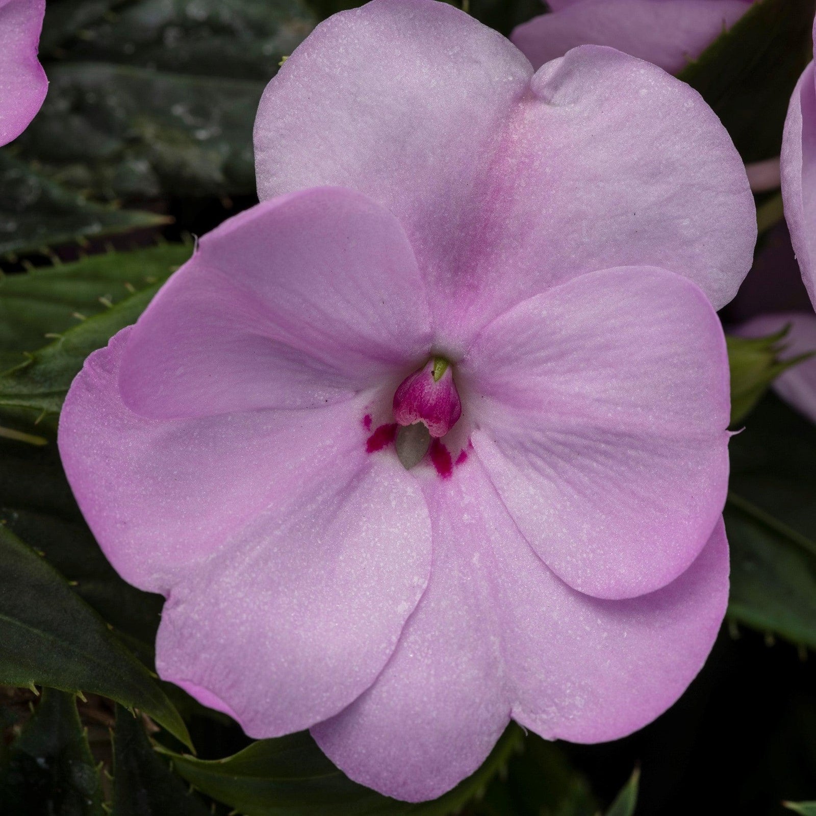 Impatiens x hybrida 'SAKIMP054' ~ SunPatiens® Compact Orchid Blush Impatiens-ServeScape