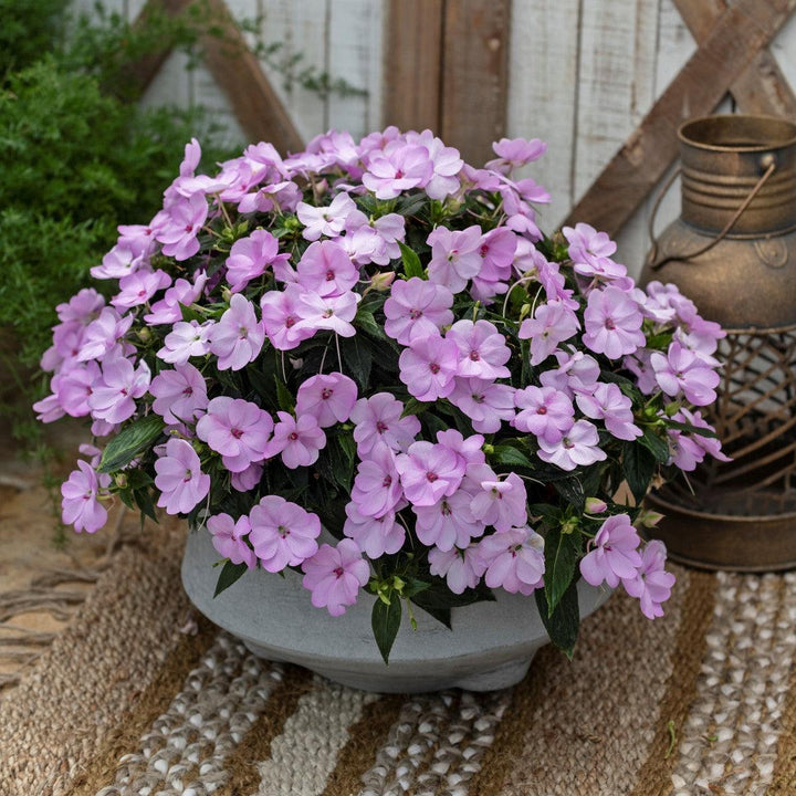Impatiens x hybrida 'SAKIMP054' ~ SunPatiens® Compact Orchid Blush Impatiens-ServeScape
