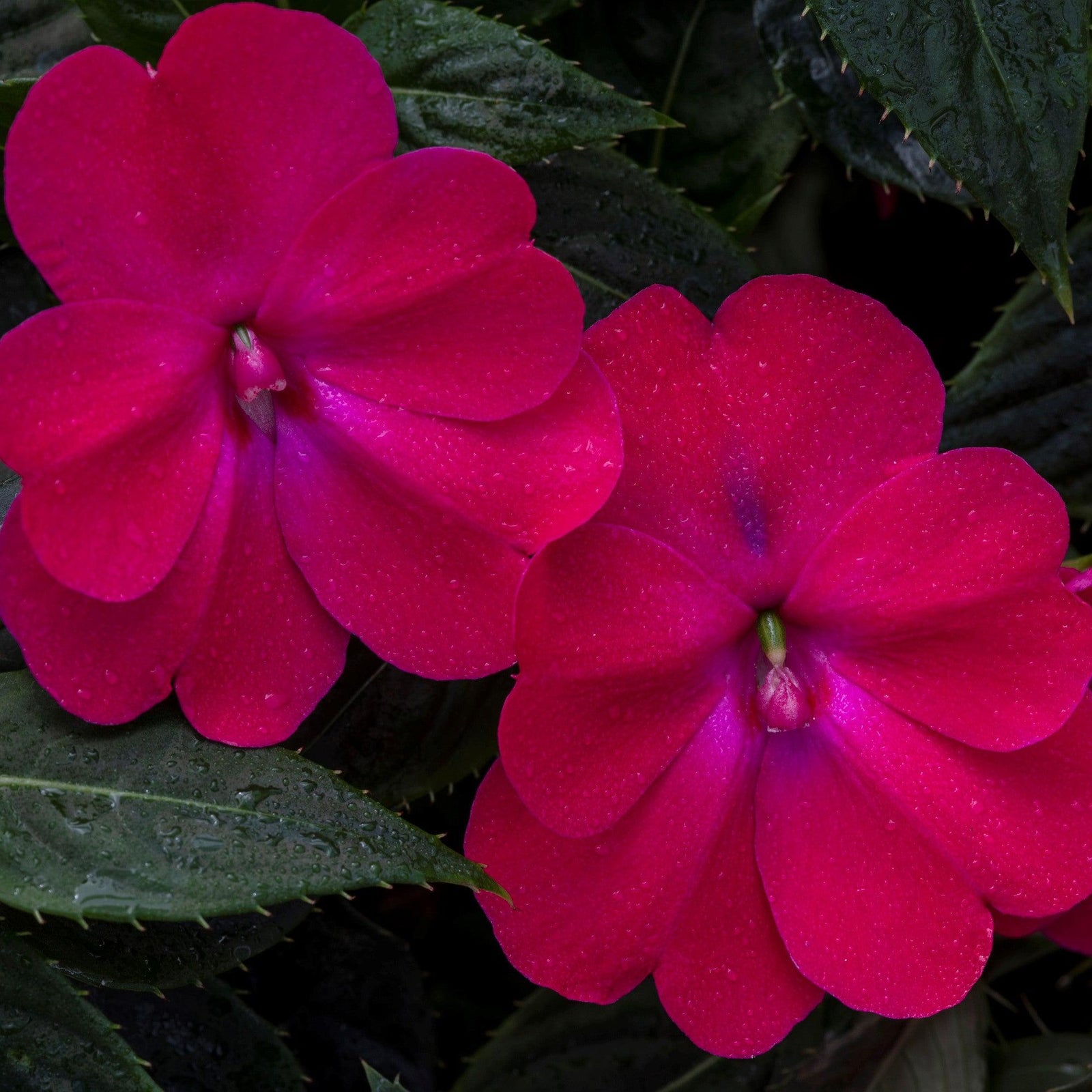 Impatiens x hybrida 'SAKIMP059' ~ SunPatiens® Compact Rose Glow Impatiens-ServeScape