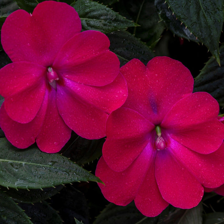 Impatiens x hybrida 'SAKIMP059' ~ SunPatiens® Compact Rose Glow Impatiens-ServeScape