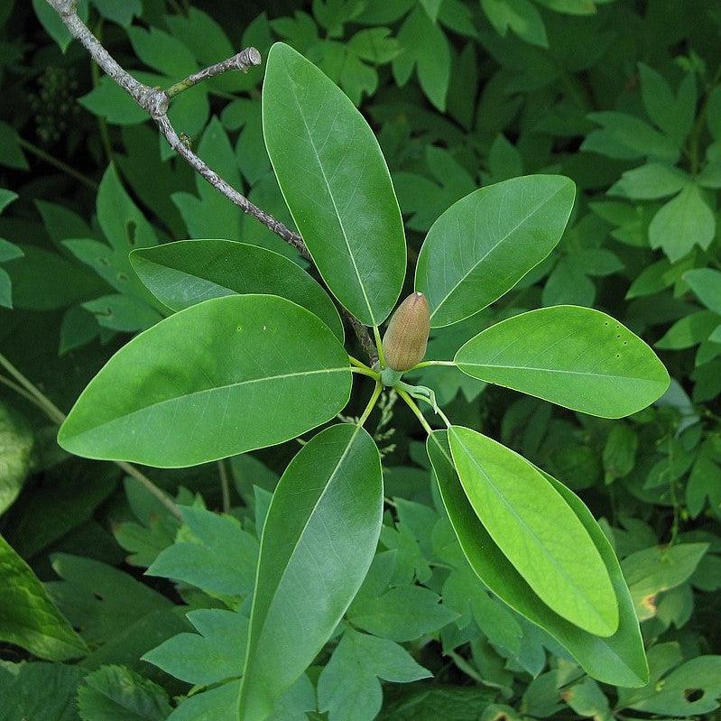 Magnolia virginiana ~ Sweet Bay Magnolia-ServeScape