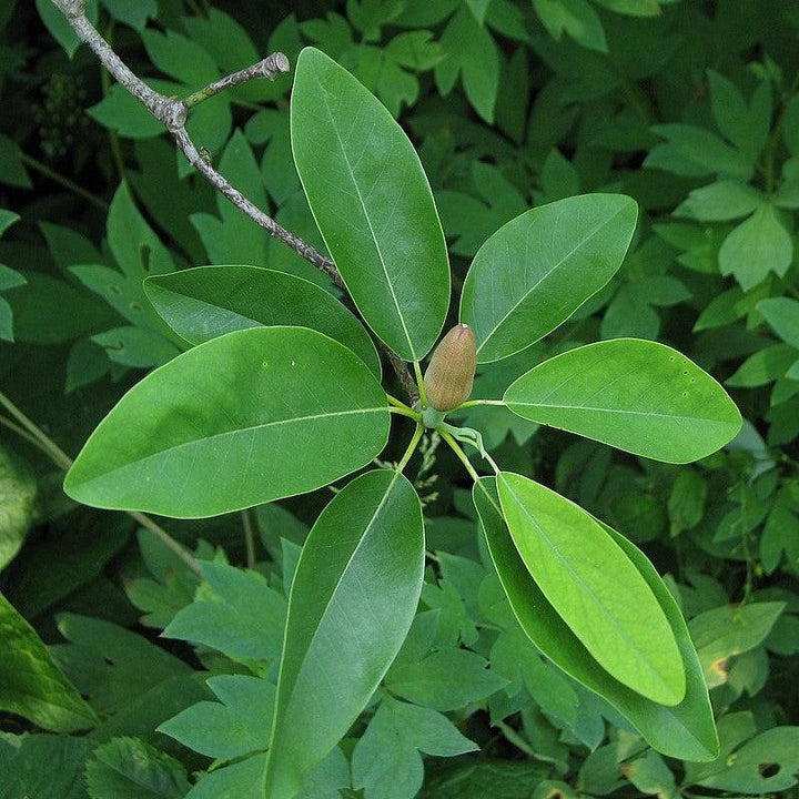 Magnolia virginiana ~ Sweet Bay Magnolia-ServeScape