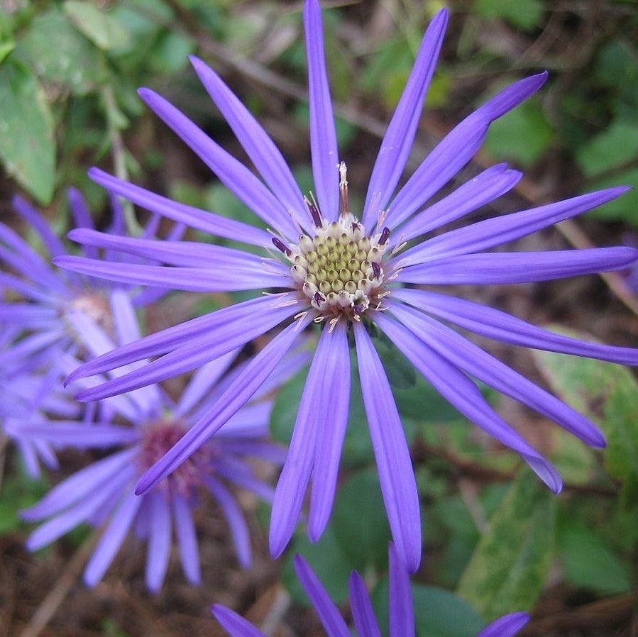 Symphyotrichum georgianum ~ Georgia Aster-ServeScape