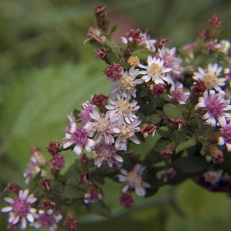 Symphyotrichum lateriflorus ~ Calico Aster-ServeScape