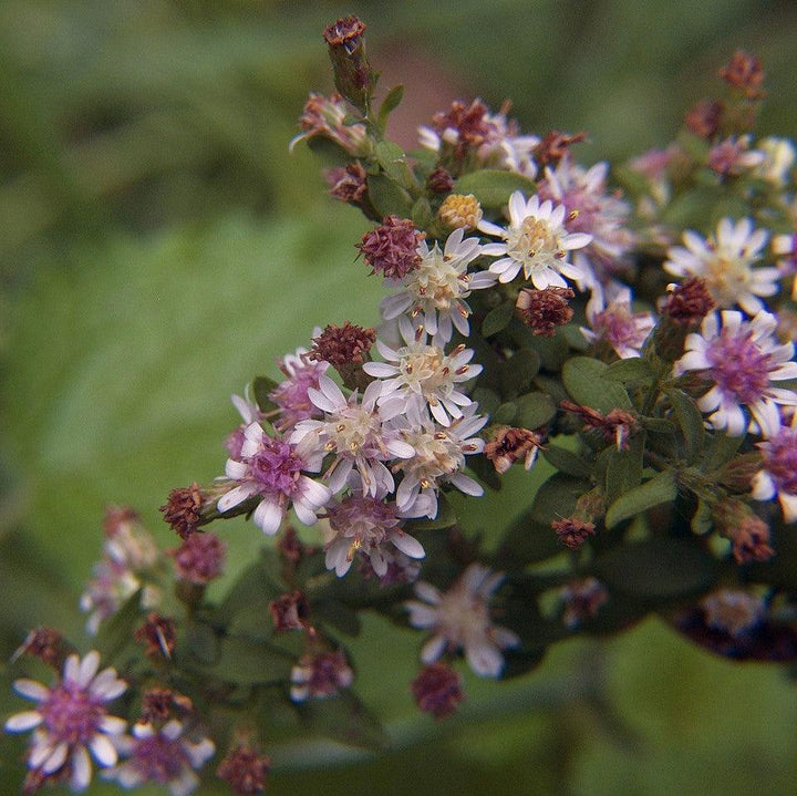 Symphyotrichum lateriflorus ~ Calico Aster-ServeScape