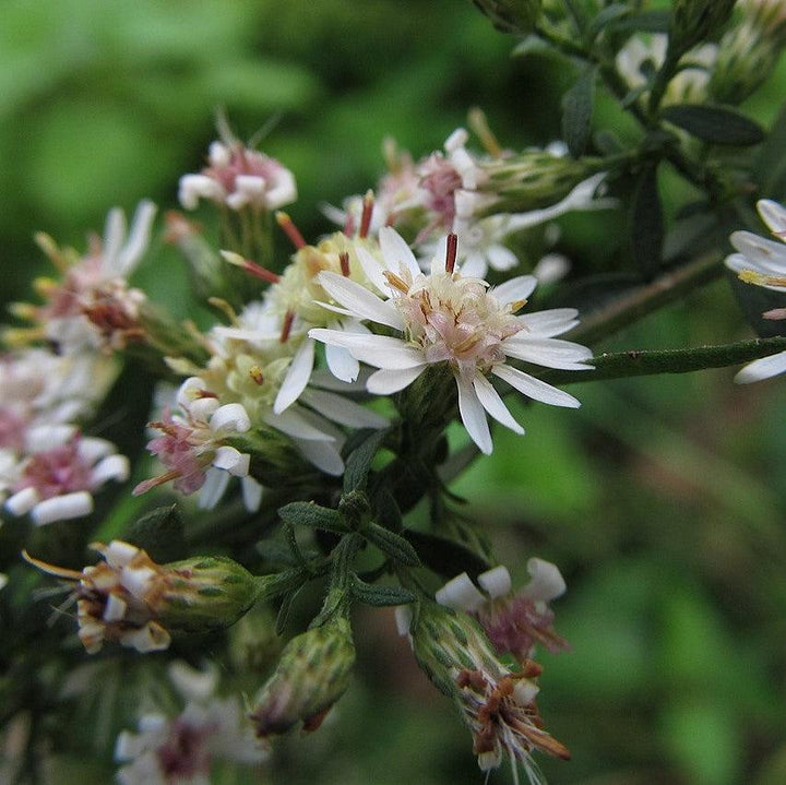 Symphyotrichum lateriflorus ~ Calico Aster-ServeScape