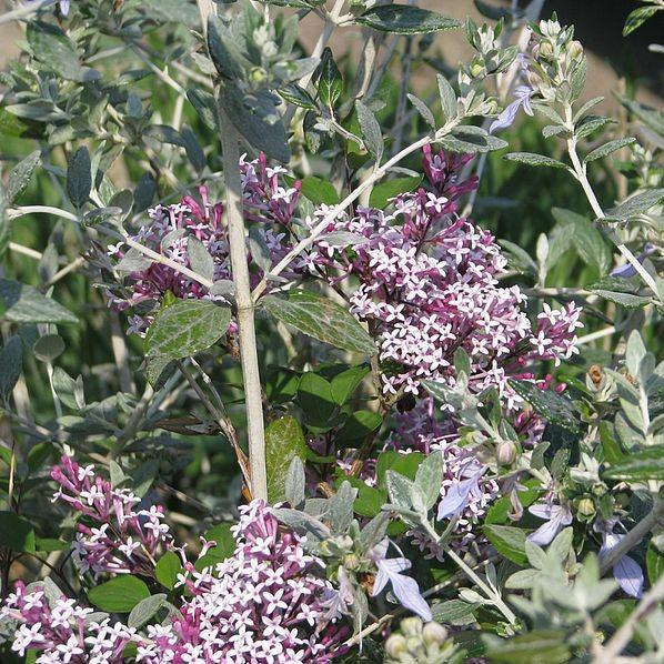 Syringa 'Red Pixie' ~ Red Pixie Lilac-ServeScape