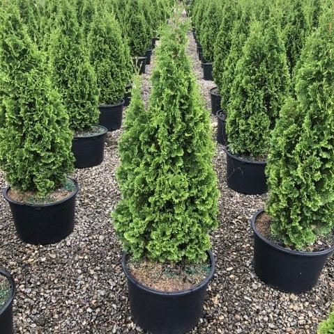 Thuja occidentalis 'DeGroot's Spire' ~ DeGroot's Spire Arborvitae-ServeScape